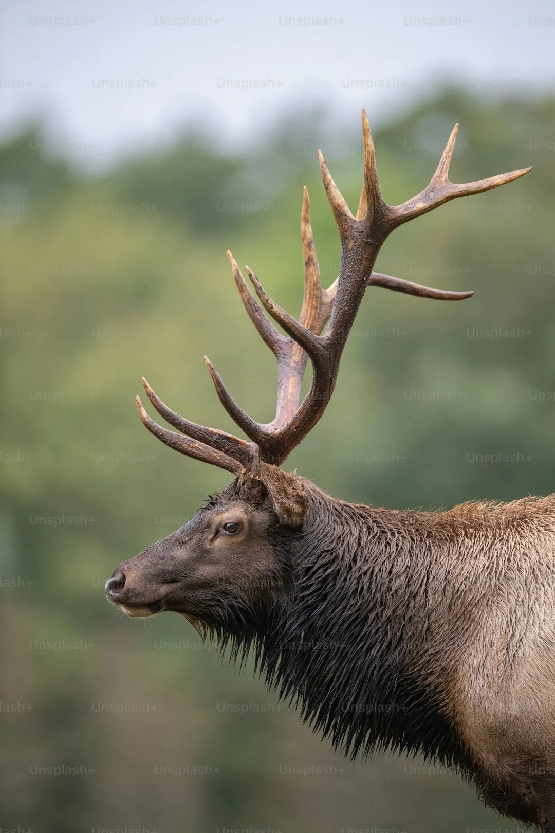 An elk in Pennsylvania