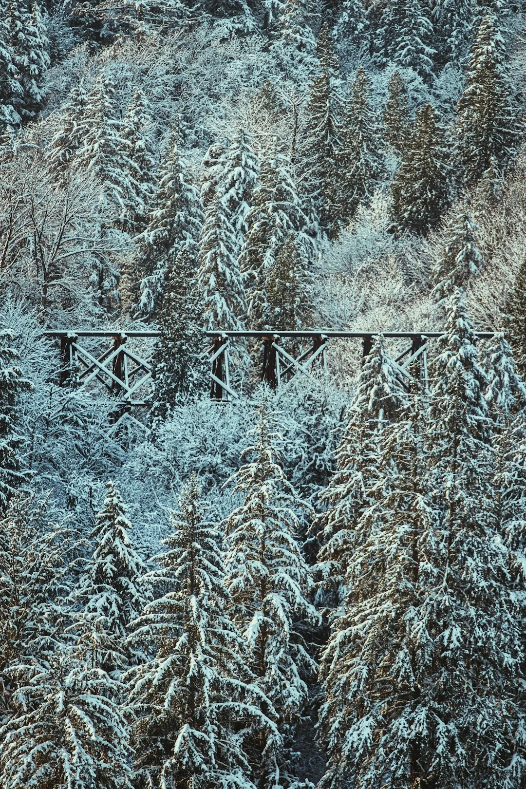 a bridge in the middle of a forest covered in snow